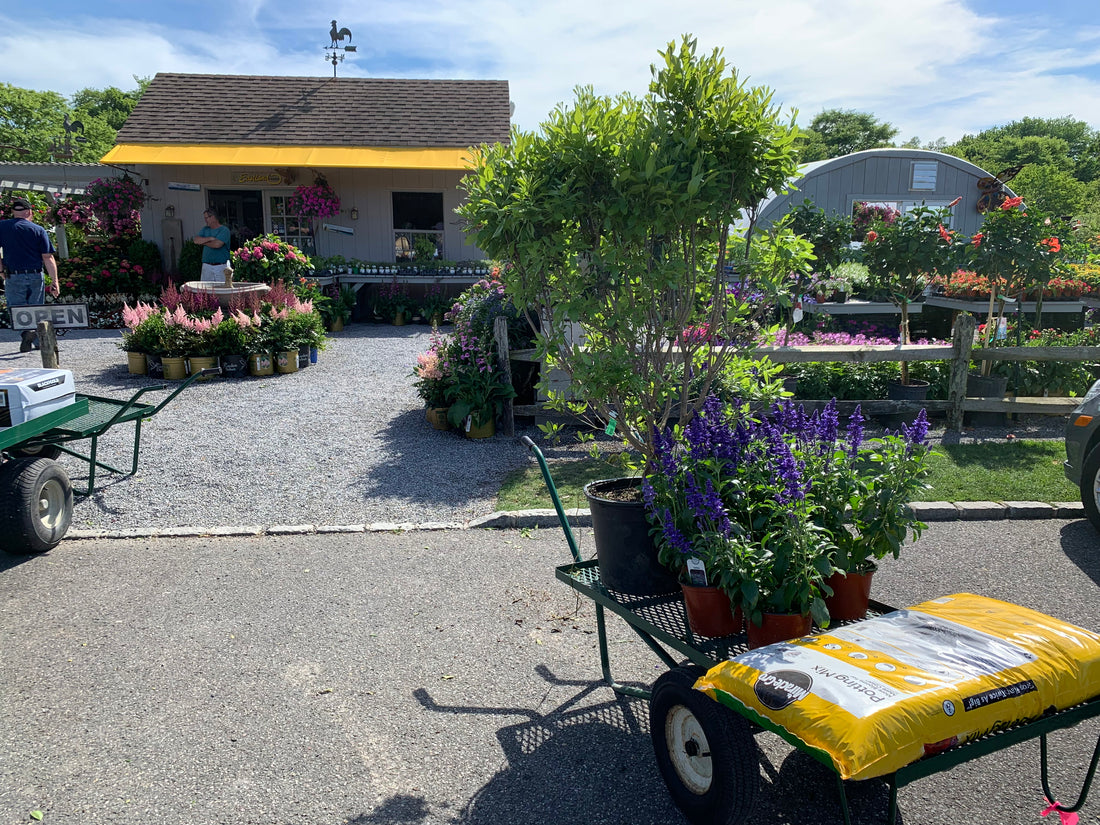 HOW TO VISIT A PLANT NURSERY LIKE A PRO, SHOPPING TIPS AND HOW TO PICK PLANTS FOR YOUR HOME